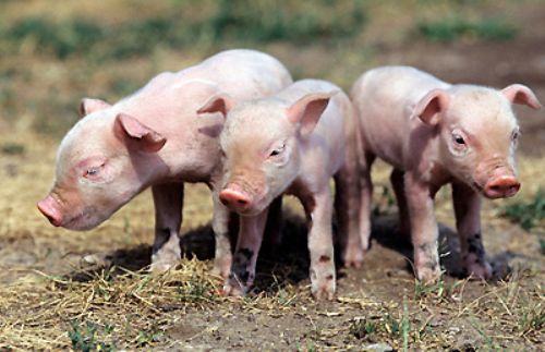 Probióticos nativos para la producción alimentaria sostenible