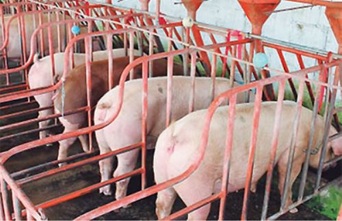 Implicaciones de los factores de manejo y estado sanitario de la granja