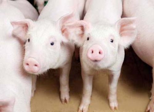 Oportunidades y desafíos frente al uso prudente de los antimicrobianos