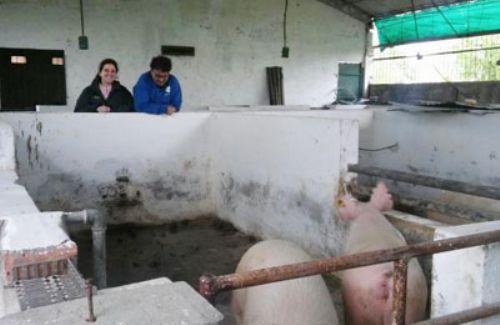Un proyecto especial para la producción porcina en Carcarañá
