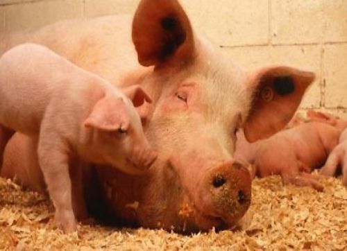 Sí, somos eficientes, dijo la Mesa Nacional de Producción Porcina