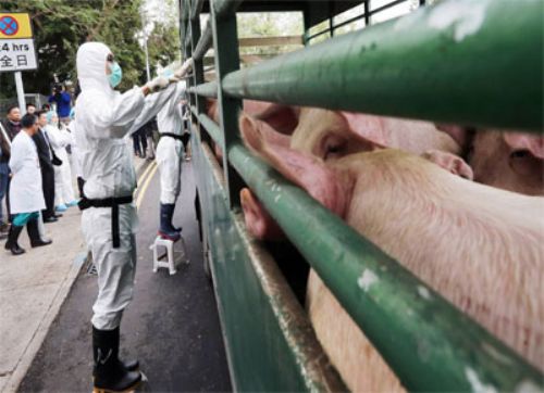 China acude a su stock de carne para parar la bronca