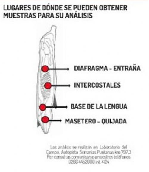 Campaña de prevención de triquinosis en San Luis
