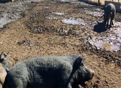 Multan a un productor de Canals por casos de triquinosis