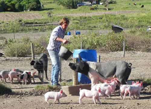 Crítica situación de la producción porcina en Uruguay