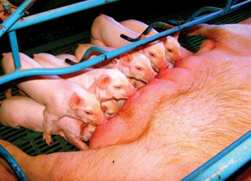¿Cuál es el rol del veterinario en la realidad del sector porcino?