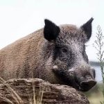 Invasión destructiva de jabalíes en la Patagonia