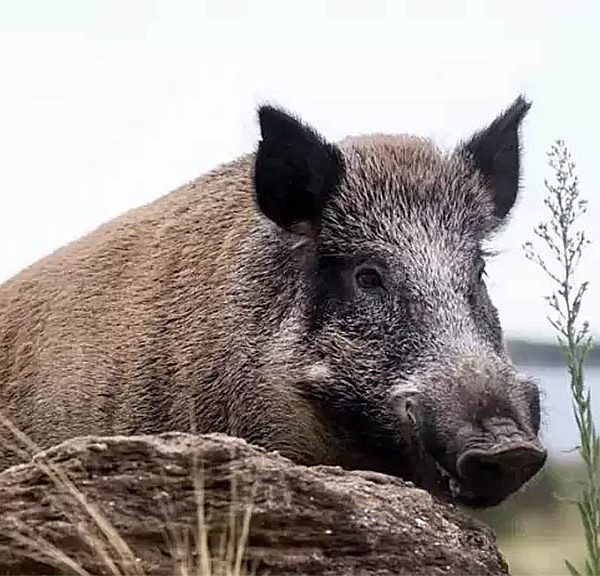 Convocan a cazar y monitorear enfermedades en cerdos silvestres
