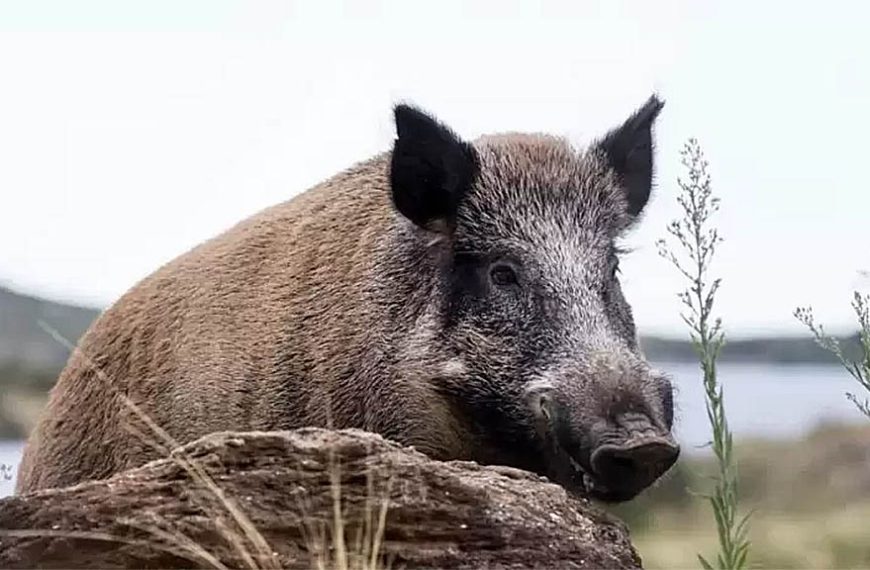 Invasión destructiva de jabalíes en la Patagonia