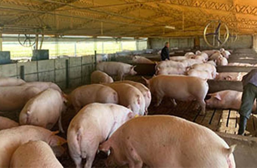 Encuentro del CIAP en Pergamino con Jornada de Actualización Porcina