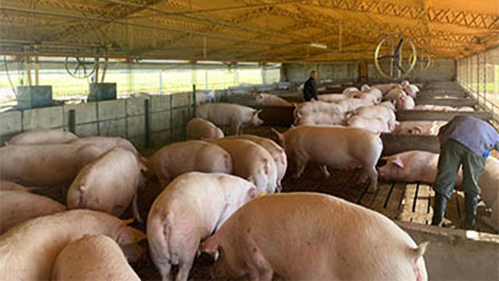 Los altos costos de producción concentran el negocio porcino