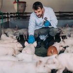 El sector porcino, proteína animal de calidad