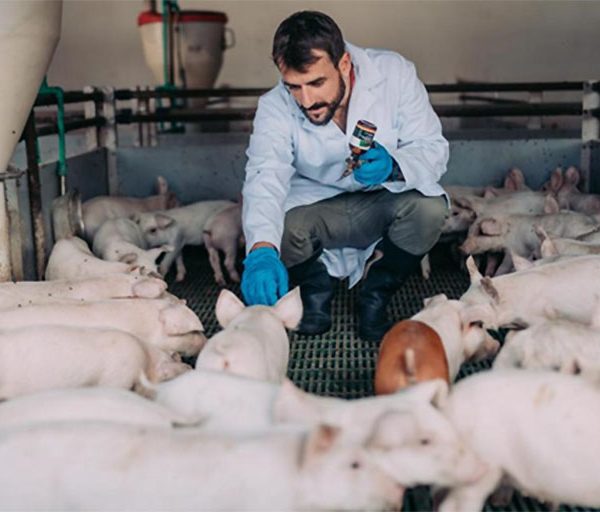 El sector porcino, proteína animal de calidad