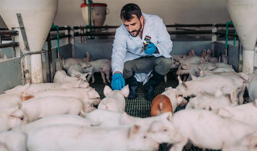 El sector porcino, proteína animal de calidad