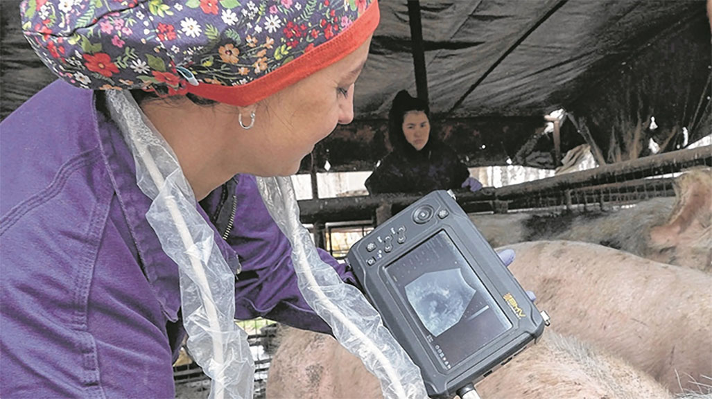 En Neuquén, la genética genera cerdos nativos