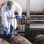 En Reino Unido detectan nueva cepa de gripe porcina en humanos