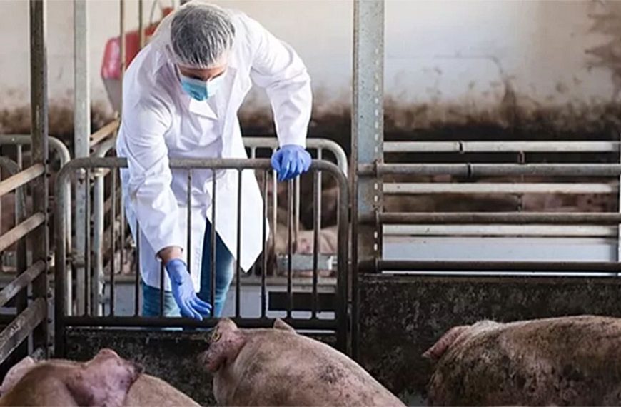 En Reino Unido detectan nueva cepa de gripe porcina en humanos
