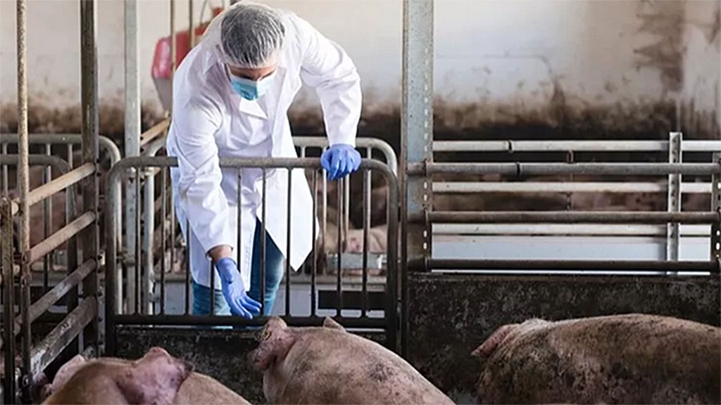 En Reino Unido detectan nueva cepa de gripe porcina en humanos