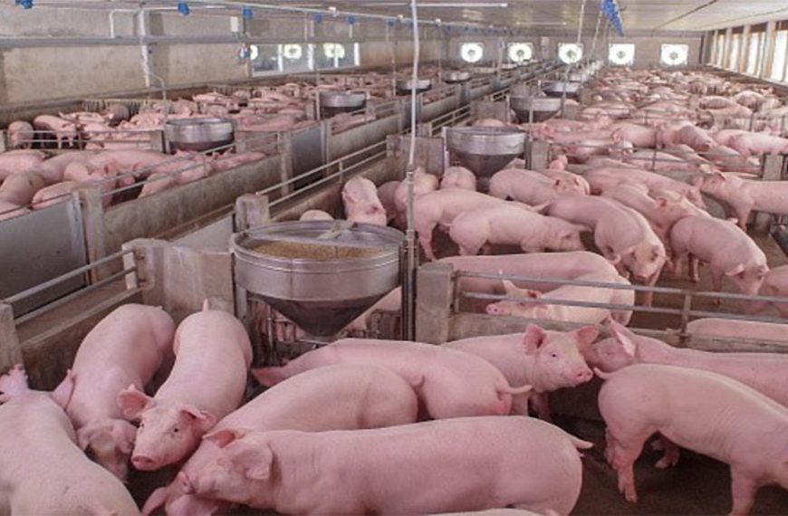 En el manejo reside una buena parte del éxito de una granja porcina