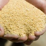 Por disponibilidad y calidad, la soja es esencial en la nutrición porcina