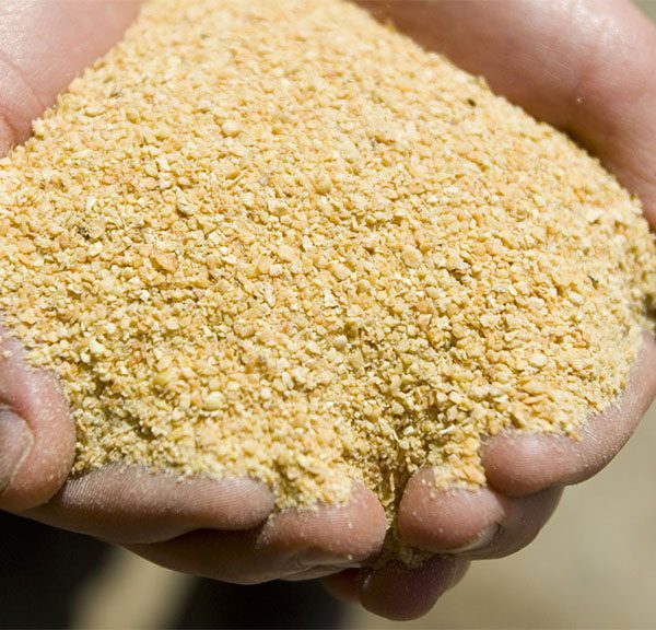 Por disponibilidad y calidad, la soja es esencial en la nutrición porcina