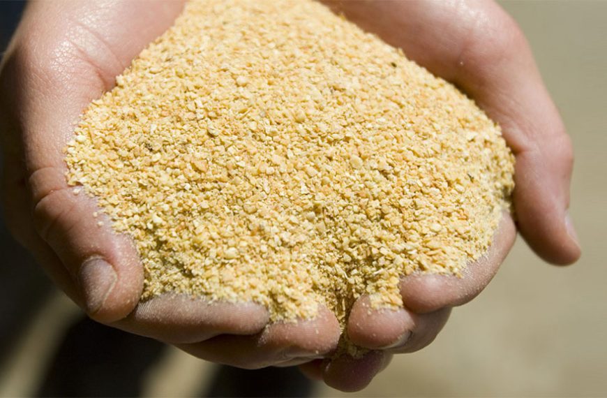 Por disponibilidad y calidad, la soja es esencial en la nutrición porcina