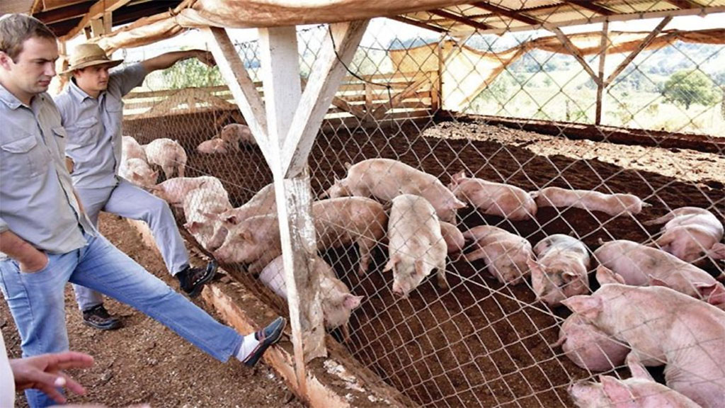Informan sobre un brote de Peste Porcina Clásica en el nordeste de Brasil