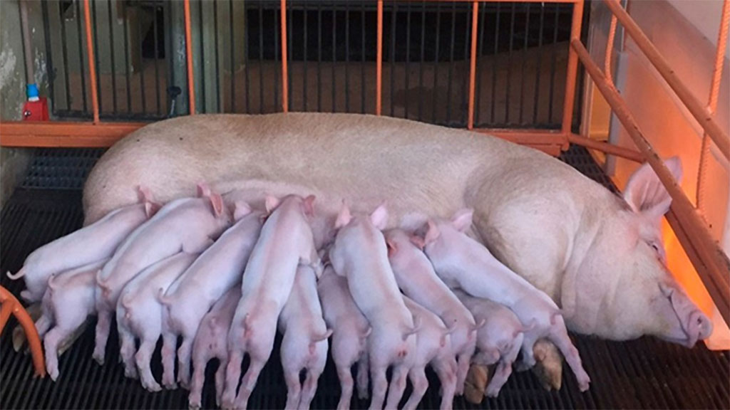 El estrés por calor en madres que gestan es menos leche después