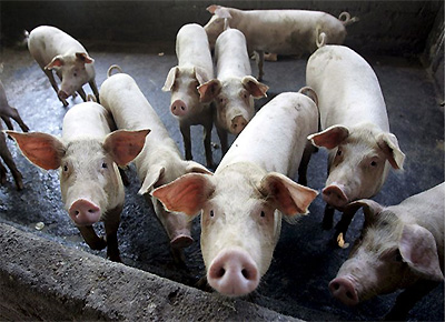 Cerdos hay en todo el país pero en cinco provincias se concentra casi el 90%