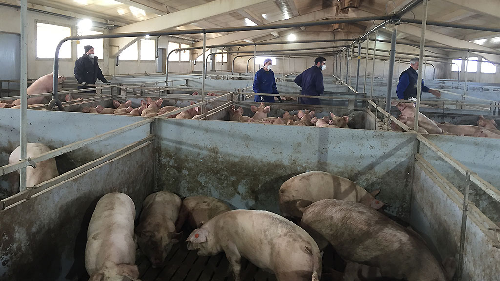 En muestras de aire se detectan virus en granjas porcinas españolas
