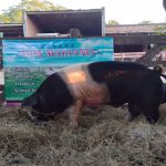 El primer remate porcino de 2024 será en El Chaco