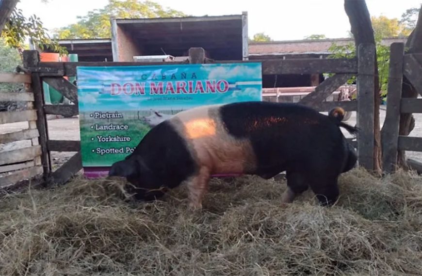 El primer remate porcino de 2024 será en El Chaco