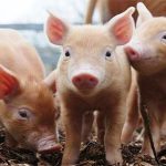 La tecnología en nutrición es más que una buena ración