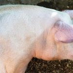 Apuntes sobre cerdo criollo en Chaco y Corrientes