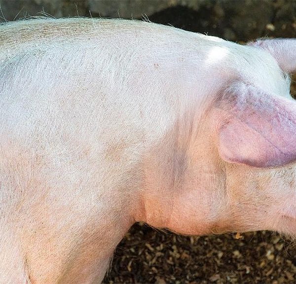 Apuntes sobre cerdo criollo en Chaco y Corrientes