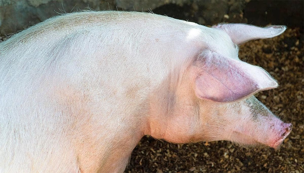 Apuntes sobre cerdo criollo en Chaco y Corrientes