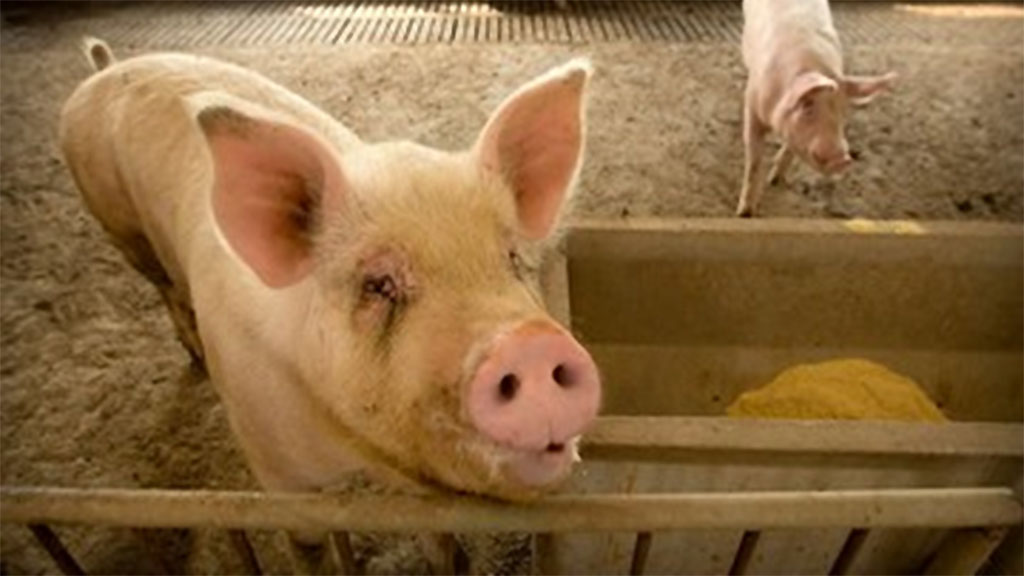 Cae la demanda y el precio de la carne de cerdo en China
