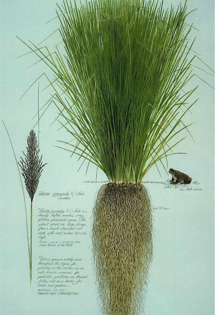 Vetiver-estructura-planta24a-699x1024.jpg?profile=RESIZE_584x