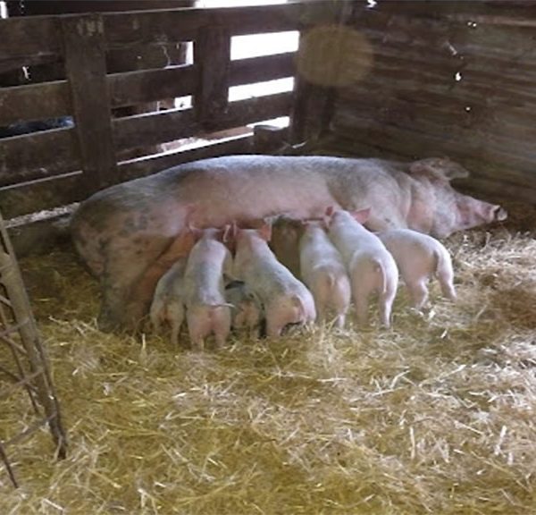 El sector porcino crece, a pesar de tener el freno puesto