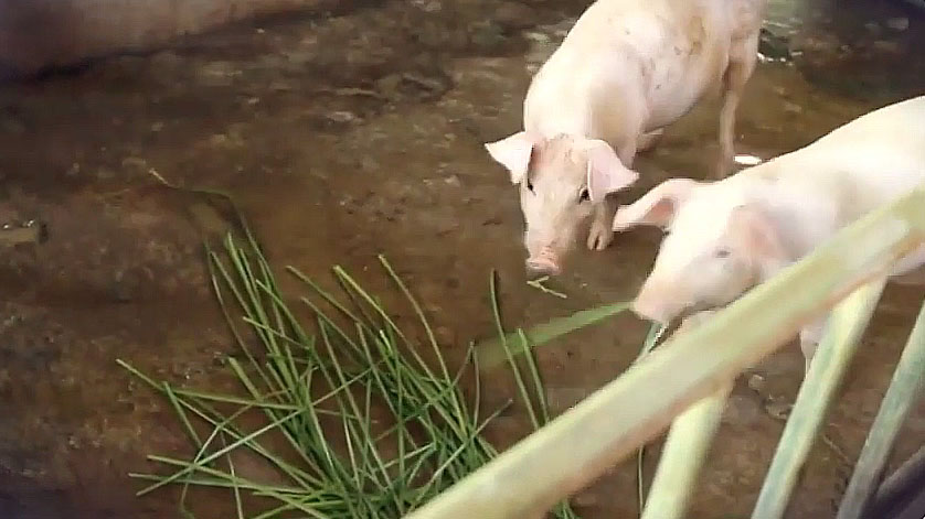 El pasto vetiver, una dúctil gramínea que restaura suelos y es posible ¿forrajera?