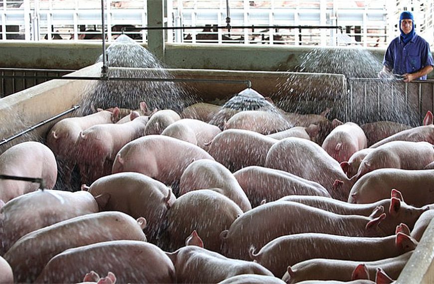 Brasil: se confirman nuevos casos de Peste Porcina Clásica en Piauí