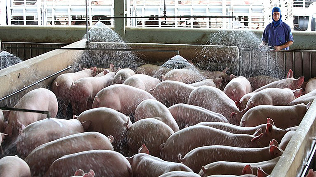 Brasil: se confirman nuevos casos de Peste Porcina Clásica en Piauí