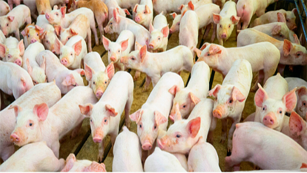 La humedad, ¿cómo influye en el manejo ambiental de cerdos?