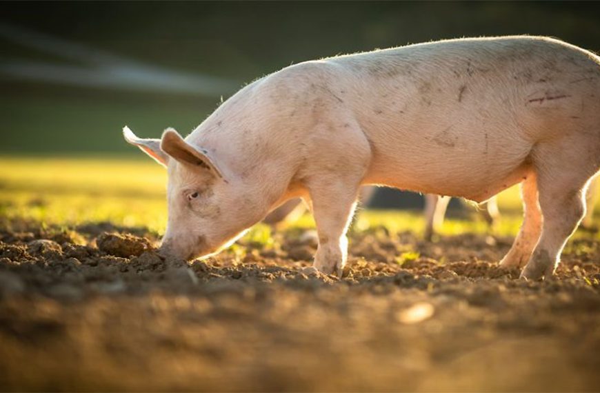 En Cataluña, las granjas ecológicas ponen foco en la maternidad