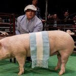 Buena performance de La Blanquita en Expo Rural 2024