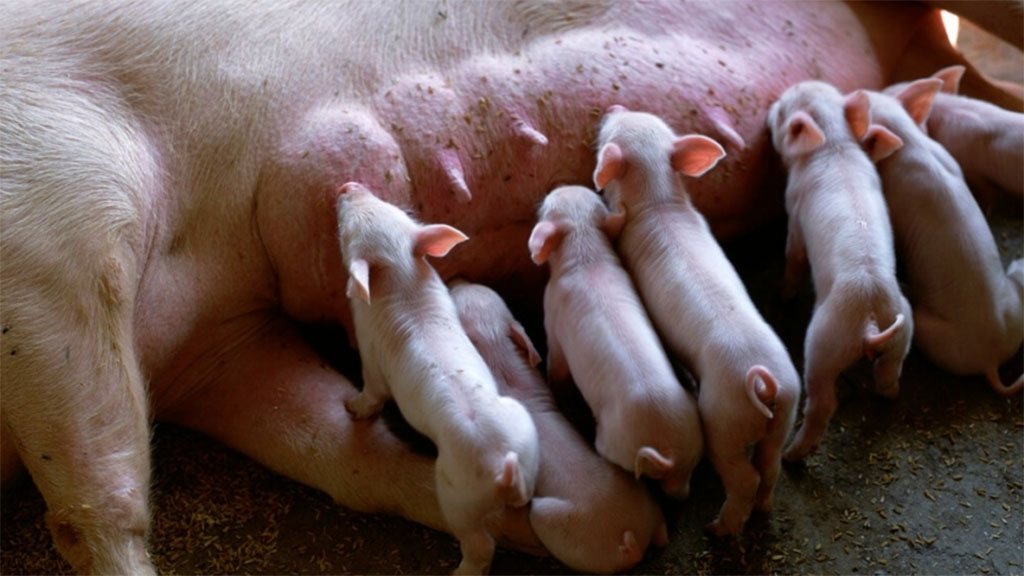 Cerda que amamanta requiere una alimentación de precisión