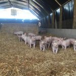 Crece la importación y el desalojo de pequeños productores