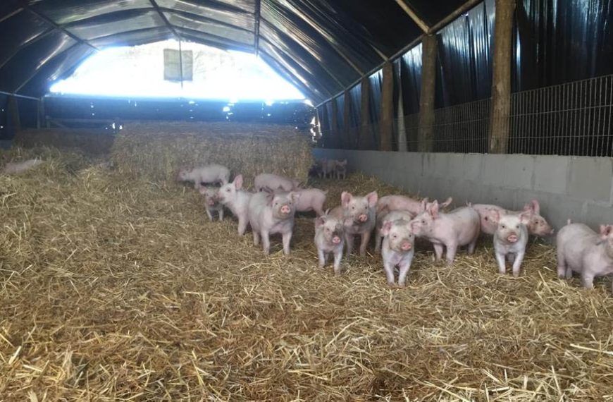 Crece la importación y el desalojo de pequeños productores