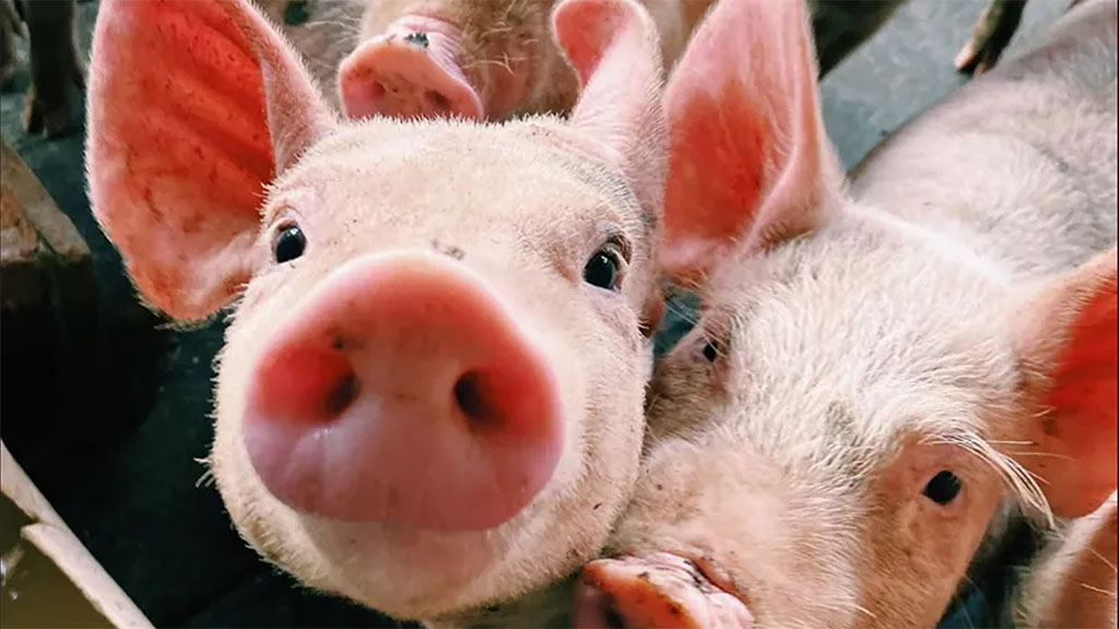 Una buena nutrición mitiga el estrés calórico durante el engorde