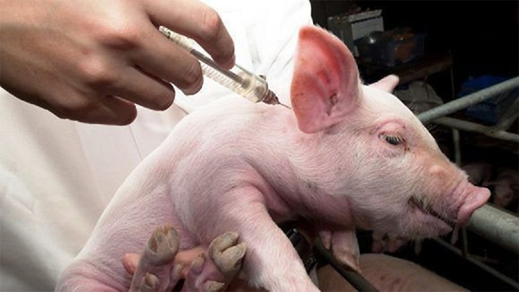 Argentina pierde el buen status sanitario y el Senasa mira